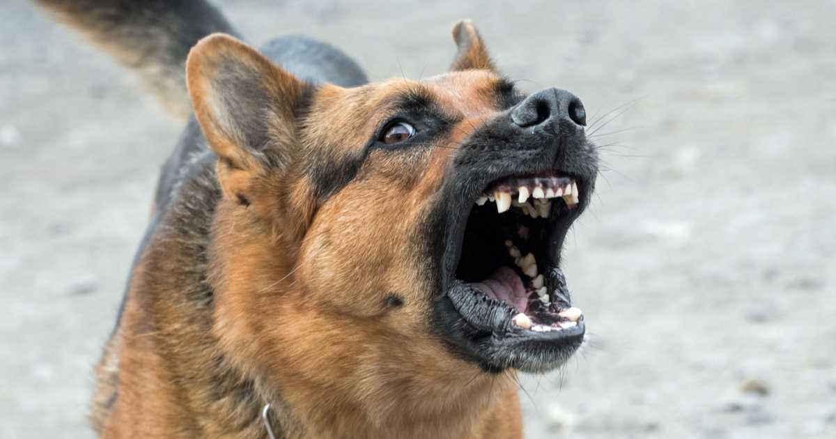 I cani aggressivi? �Rispondono all'assenza di socializzazione, regole chiare e attivit� fisica�